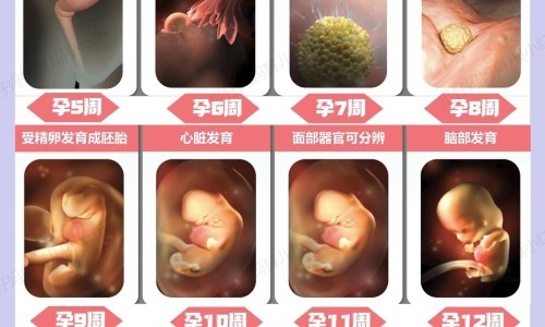 孕中期营养餐-孕妇中期营养粥网孕中期吃什么粥对胎儿发育好知识网站,分享孕妇专用营养粥做法大全